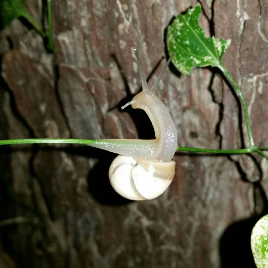 Boxing Snail snail shadow boxing by evilonelive on DeviantArt