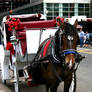 horses in the city