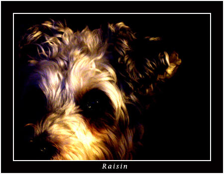 Scarry Raisins Raisin scary looking by BlissTearRemix on DeviantArt