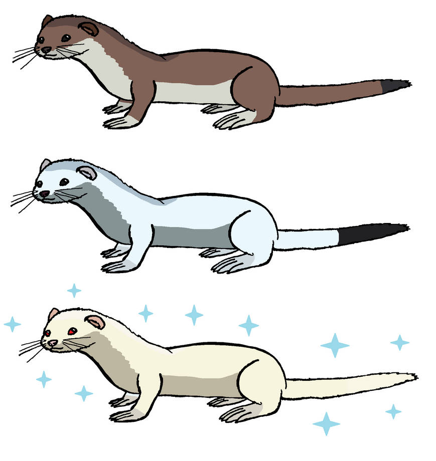 Stoat Voodoo Stoat by Galaxystarstorm26 on DeviantArt