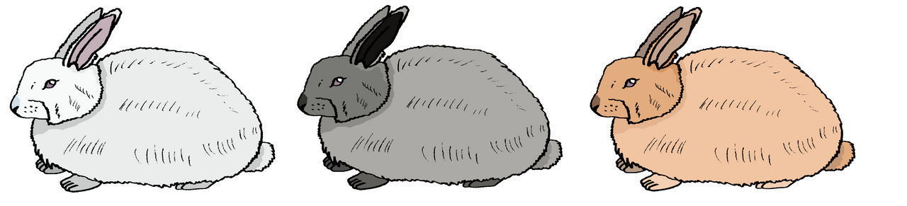 Angora rabbit by Galaxystarstorm26 on DeviantArt