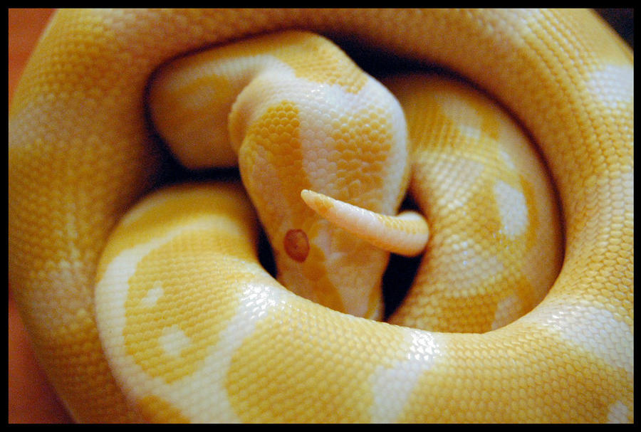 amazing python #creatures #shorts#animals... python. by robot607 on DeviantArt