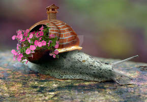 Snail's Destiny