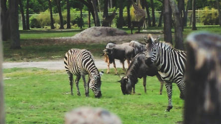 some zebras