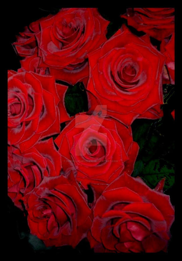 red roses by feenfluegelchen on DeviantArt