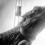 Bearded Dragon Lizard
