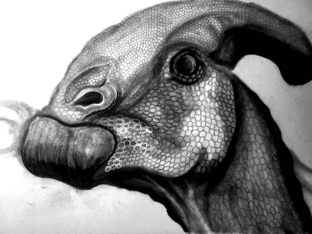 Near Crested (Traditional Drawing)