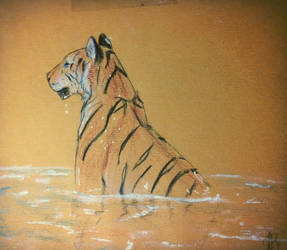 Tigre en agua