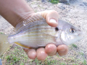 Pinfish, catch and release fishing