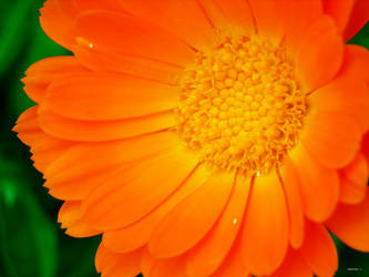 calendula