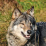 A Hungry Gray Wolf