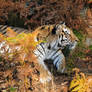 Siberian Tiger and the Autumn