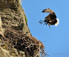 White-Tailed Eagle comes home with fish !