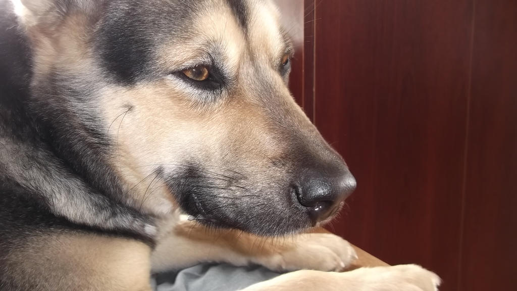 My dog, Roxy. by Ariri123 on DeviantArt
