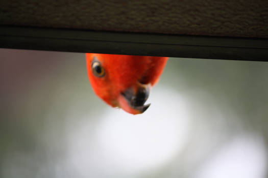 King Parrot.... Food For Me?