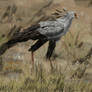 Secretary Bird