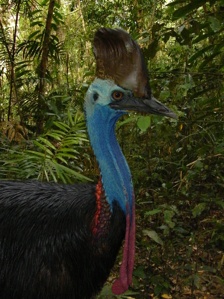 Southern Cassowary