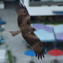 Black Kite