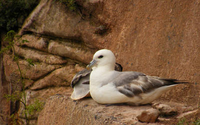 Roosting Fulmar