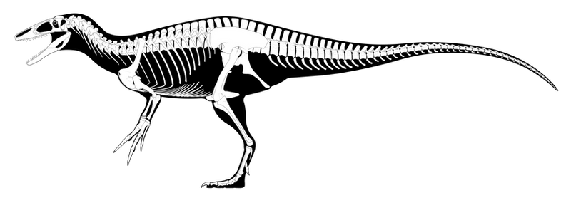 Composite Megaraptorid Reconstruction 3.0