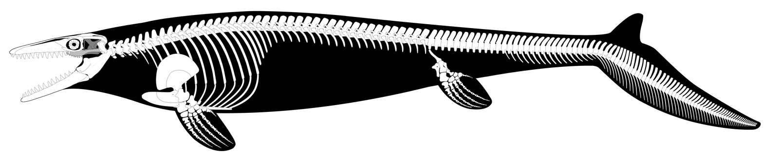 Mosasaurus hoffmannii Reconstruction (UPDATED)
