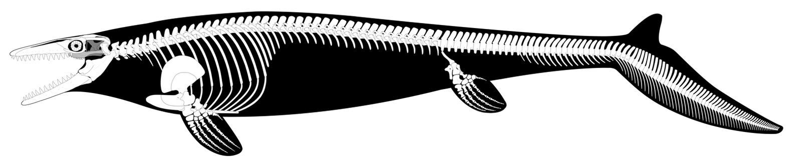 How To Draw A Mosasaurus Skeleton