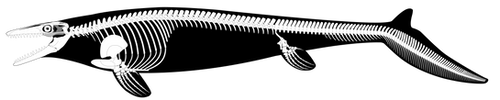 Mosasaurus hoffmannii Reconstruction (UPDATED) by PWNZ3R-Dragon