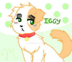 Iggy Cat