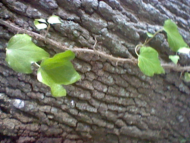 Bionic Vine THE VINE by SceneDinosGoRawr on DeviantArt