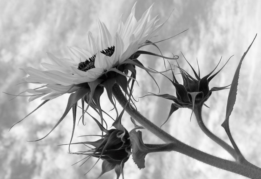 colorless sunflowers
