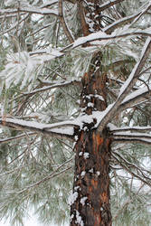 Winter Pines2