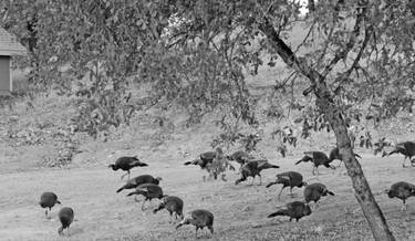 Wild Turkeys2