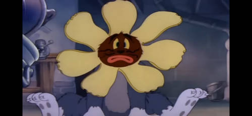 Sunflower Tom