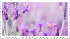 lavender fields. by princerini