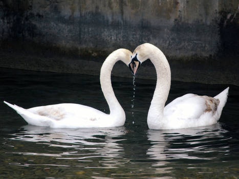 Swan love