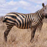 Zebra Stock