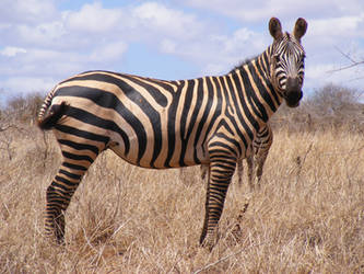 Zebra Stock