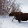 Pinedale Moose 2