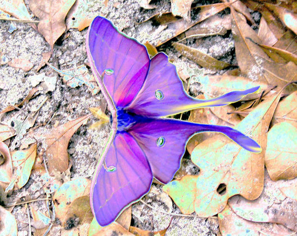 Luna Moth By Kindhands On Deviantart Luna Moth By Kindhands On Deviantart