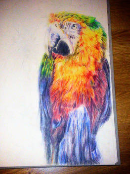 The Parrot's Portrait