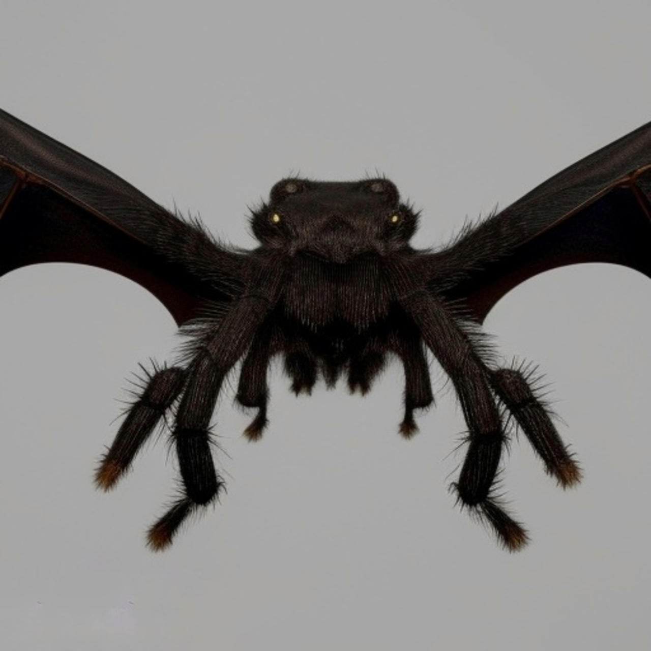 Deviantart Bat Winged Bat winged spider by Deathease on DeviantArt
