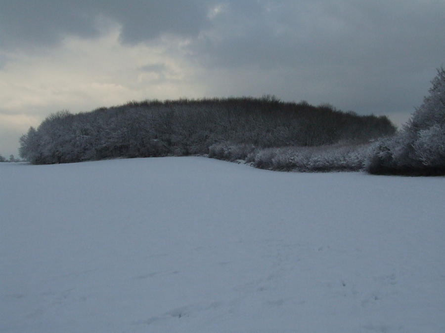 Snow and Trees 2