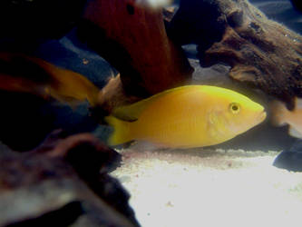 Yellow Fish