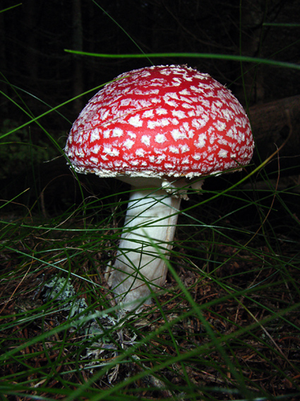 Fly Agaric