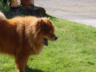 Yawning Chowchow