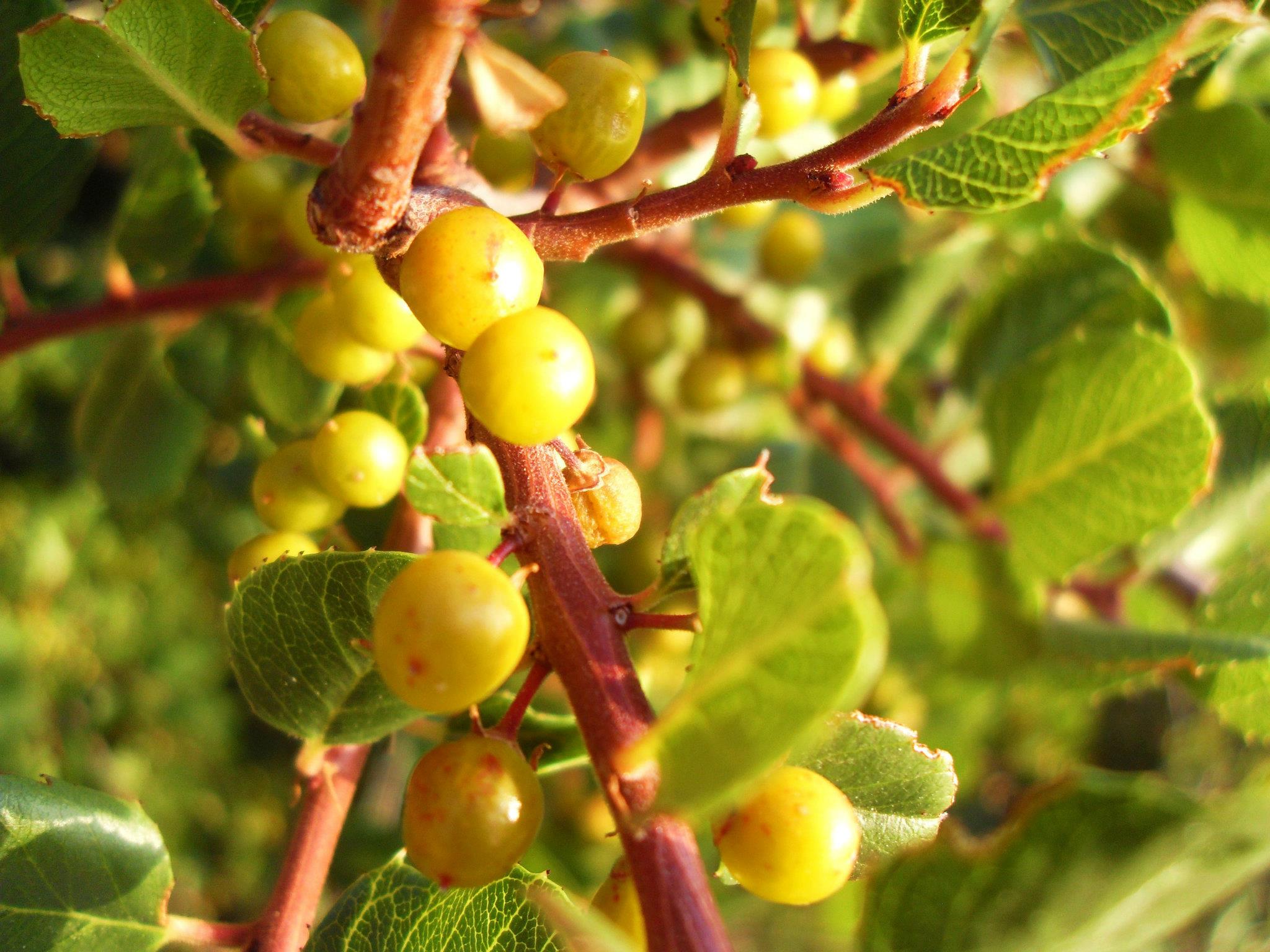 Fruit Flower