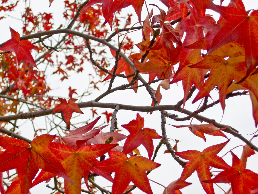 Liquidambar 2 by arcanetrivia on DeviantArt