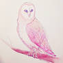 Pink Owl