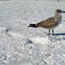 Gull on the Gulf.