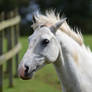 Grey horse Stock_Headshot